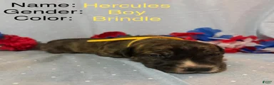 Hercules