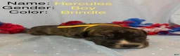 Great Dane dogs for sale: Hercules - Ad 1