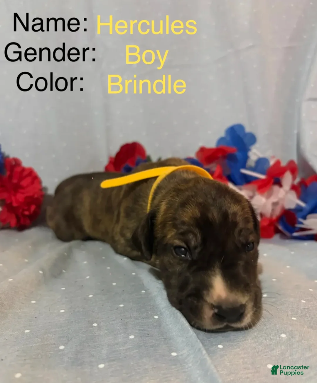 Great Dane dogs for sale: Hercules - Ad 1