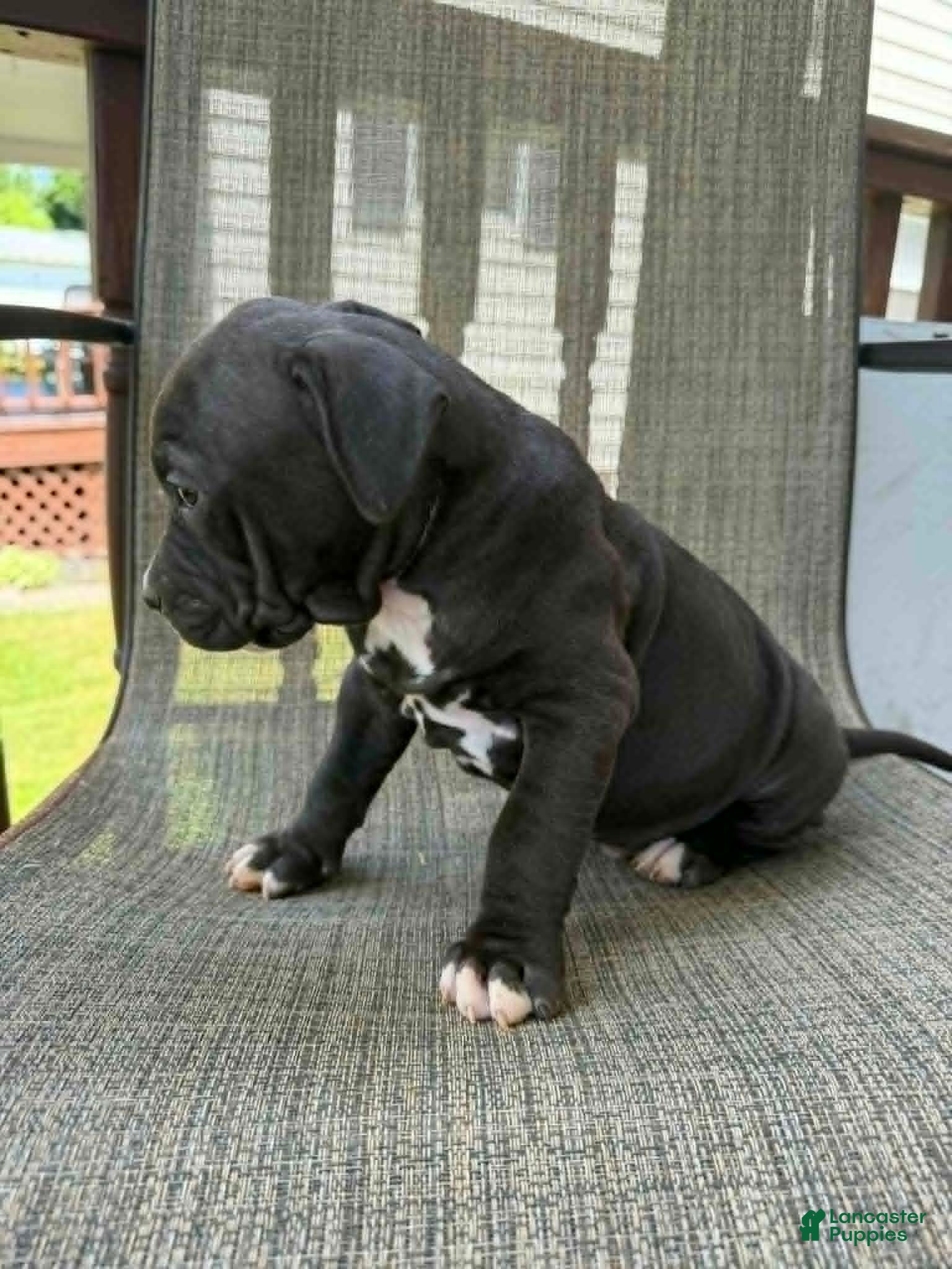 American Bully dogs for sale: Onyx - Ad 6