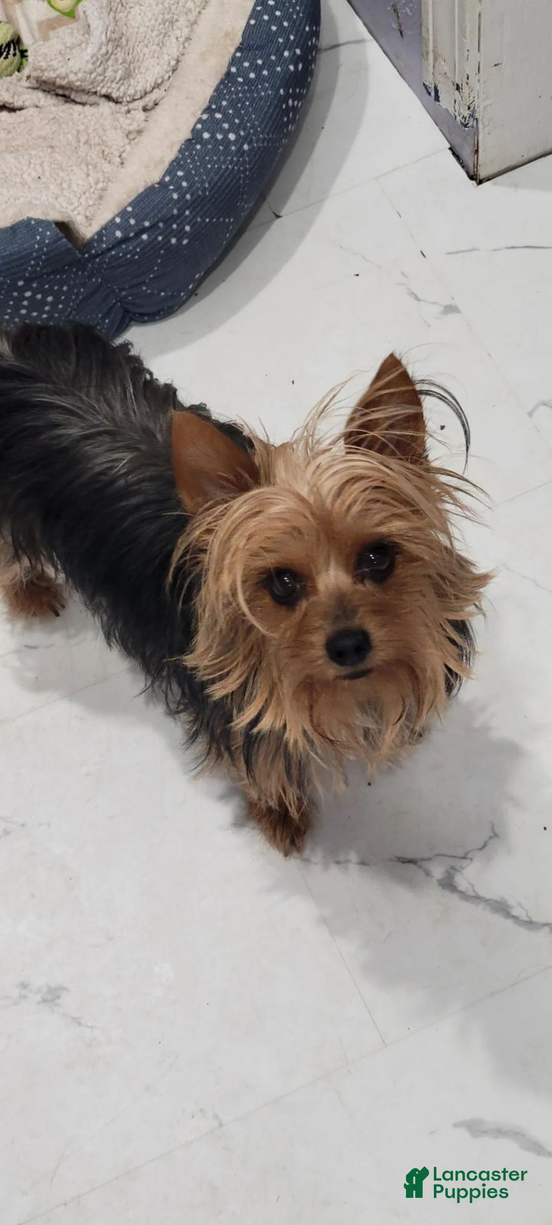 Yorkshire Terrier dogs for sale: Yorkshire Terrier 3 - Ad 4
