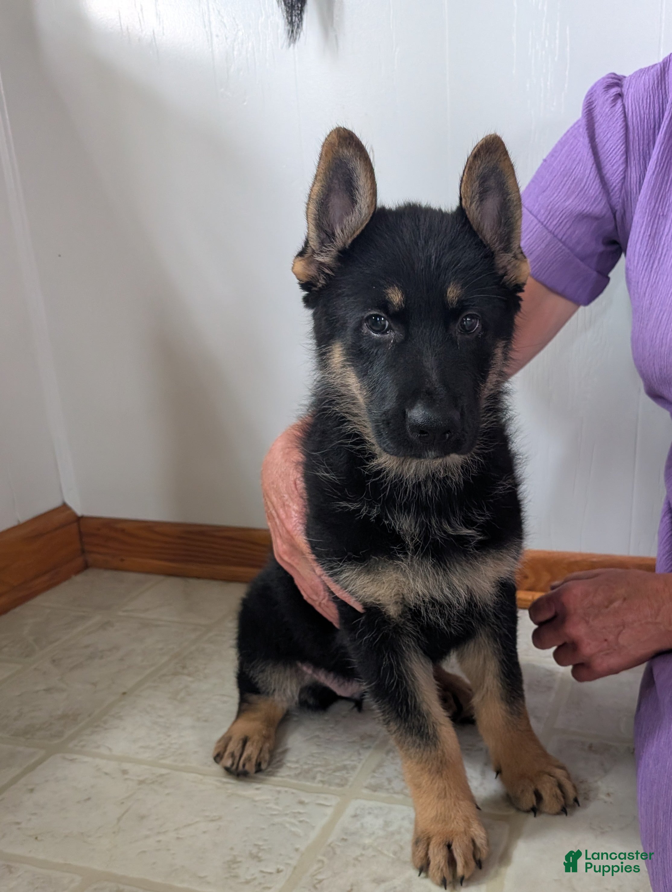German Shepherd dogs Mindy  - Ad 1