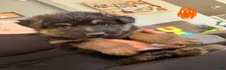 German Shepherd dogs for sale: Long Coat German Shepherd- Orange Female - Ad 5