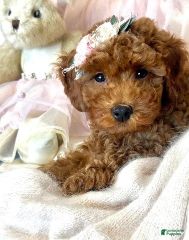 Goldendoodle dogs MIni Goldendoodle Puppy  - Ad 4