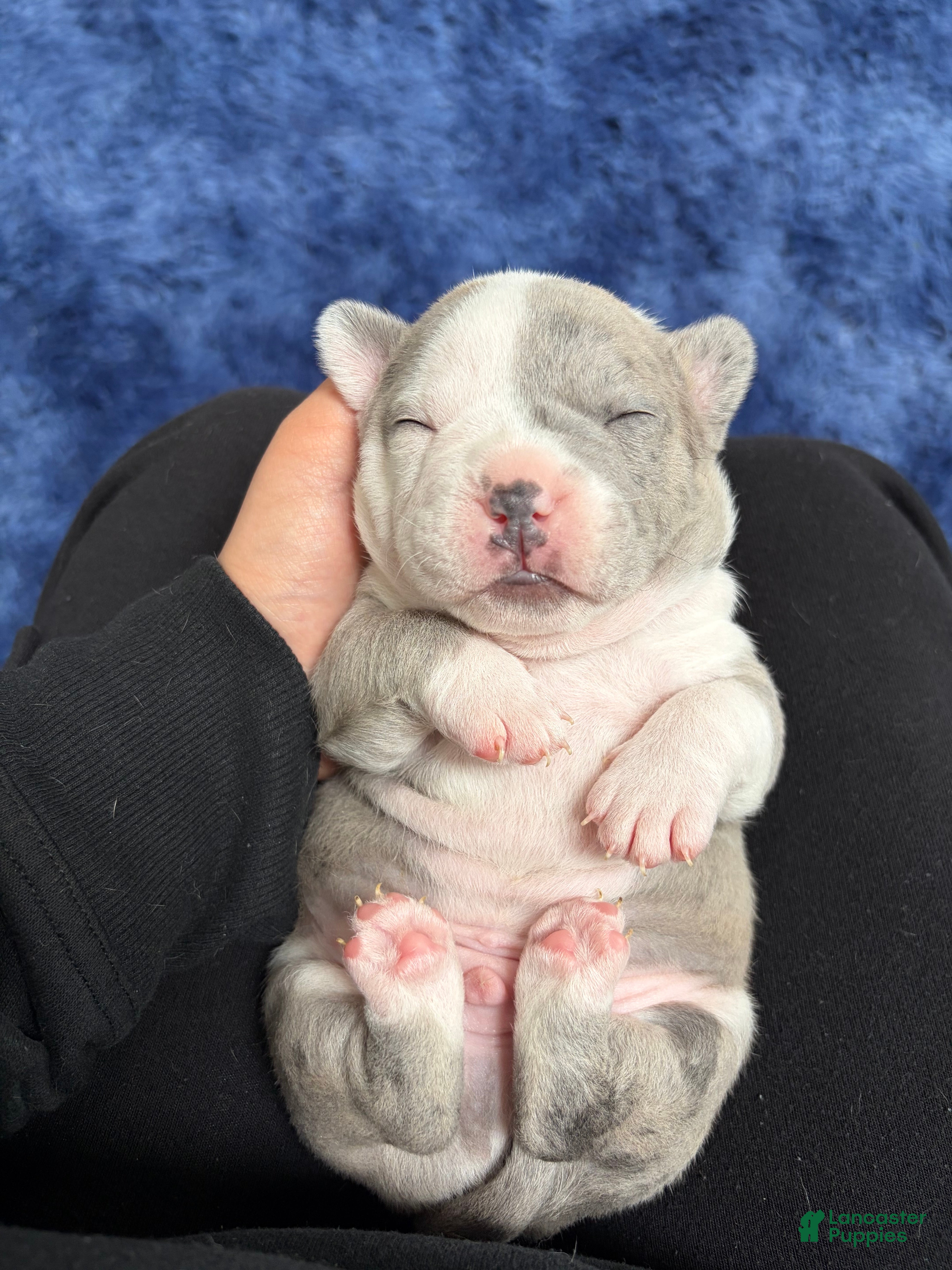 Mixed Breed dogs 2 face  - Ad 6