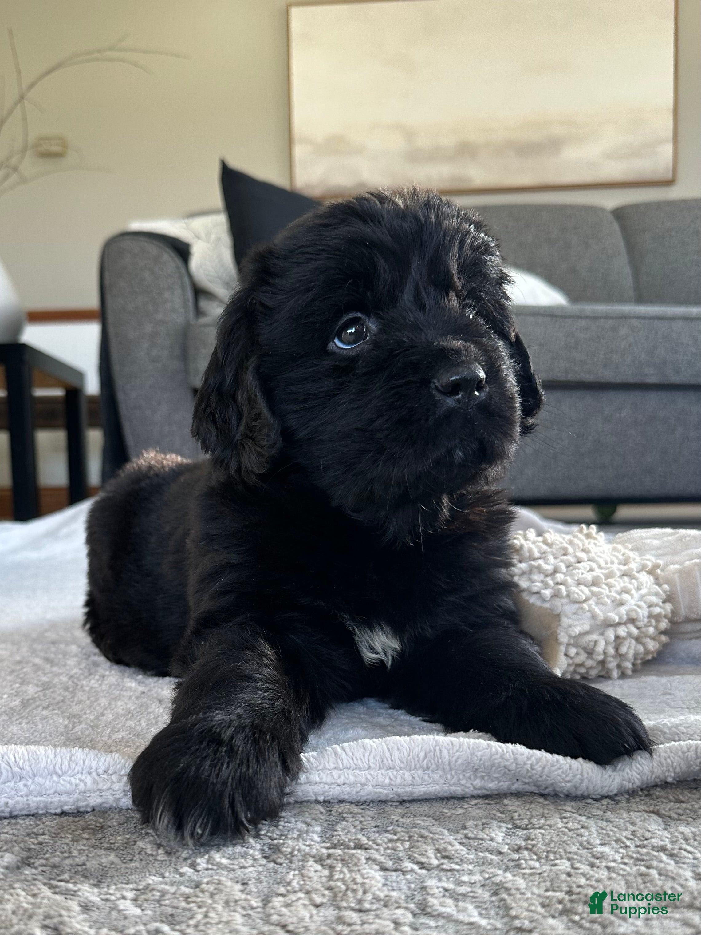 Newfoundland dogs AKC,OFA,CH, “ Lillie”  - Ad 1