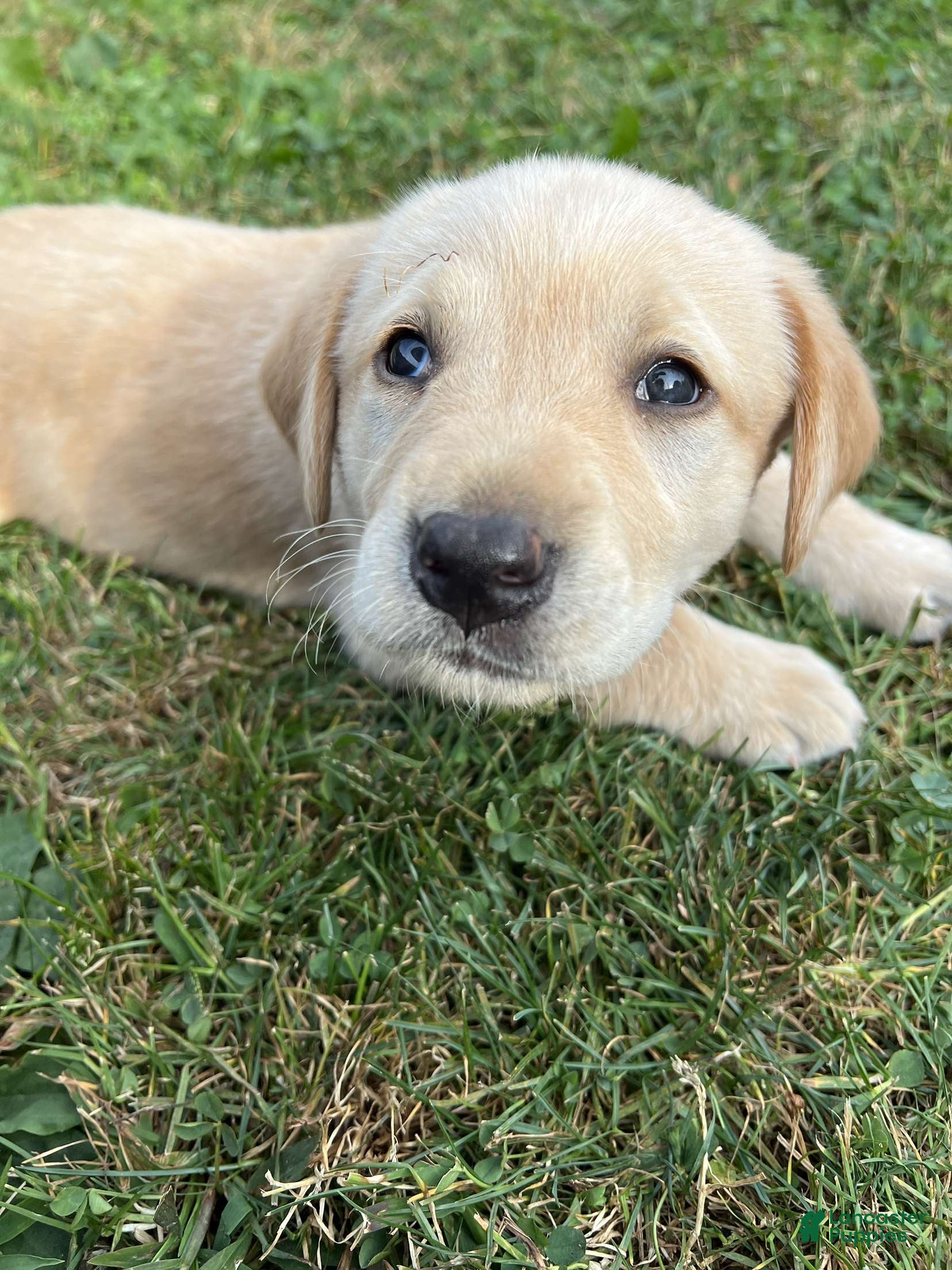 Labrador Retriever dogs Labrador Retriever Puppy 3 - Ad 41