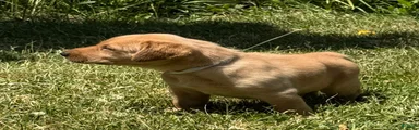 White Collar Puppy 4