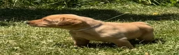 Labrador Retriever dogs for sale: White Collar Puppy 4 - Ad 1