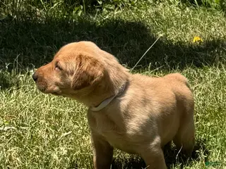 Labrador Retriever dogs White Collar Puppy 4 - Ad 27
