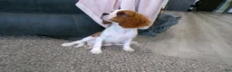 Cavalier King Charles Spaniel dogs for sale: Champ  - Ad 5