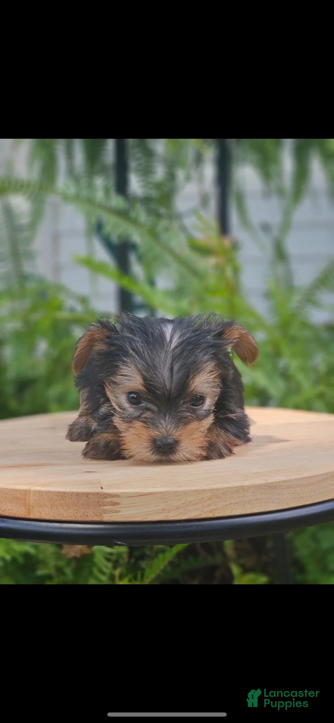 Yorkshire Terrier dogs for sale: Yorkshire Terrier 2 - Ad 10