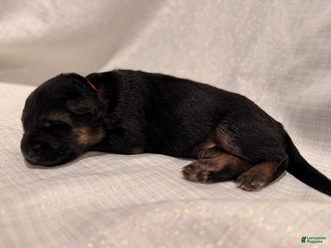 German Shepherd dogs for sale: German Shepherd Puppy 1 - Ad 2