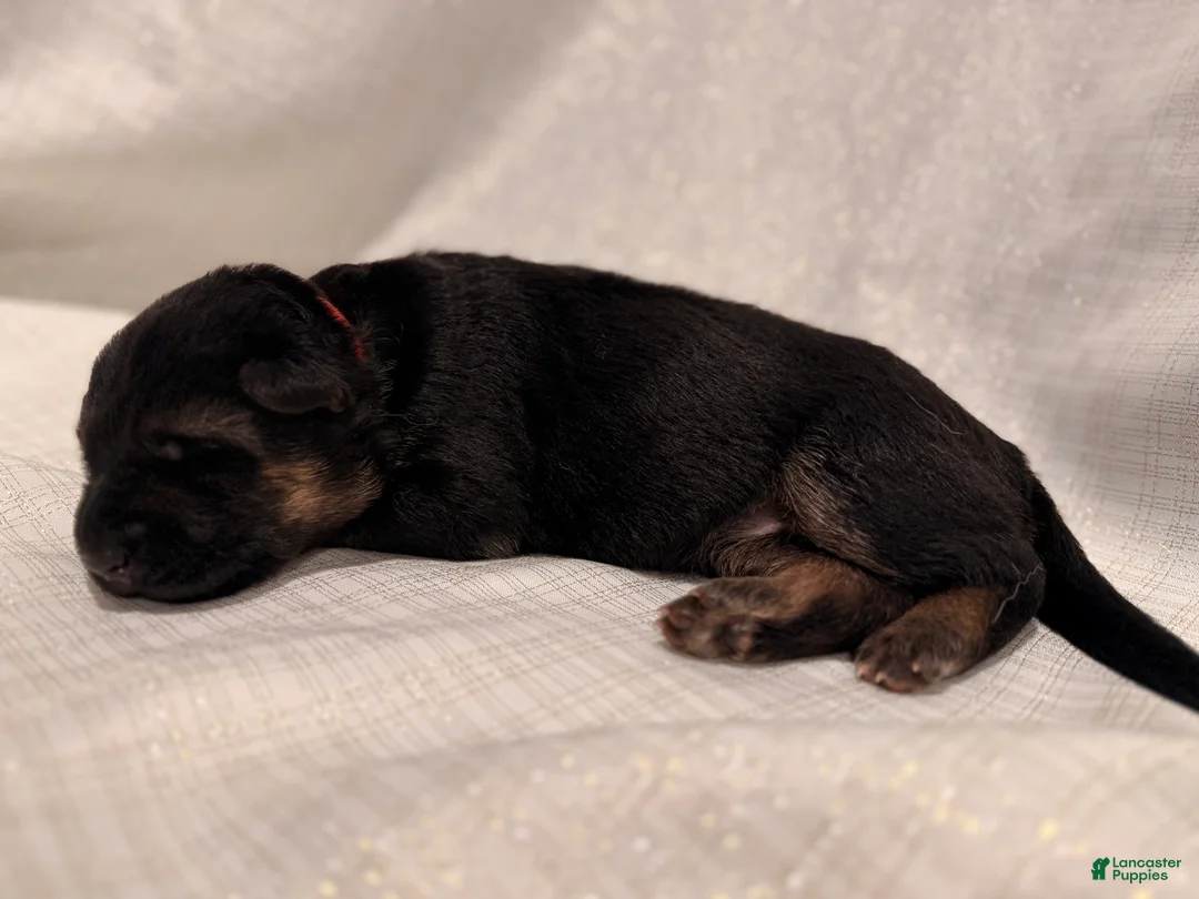 German Shepherd dogs for sale: German Shepherd Puppy 1 - Ad 2