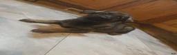 Golden Shepherd dogs for sale: German Shepherd Puppy 3 - Ad 7