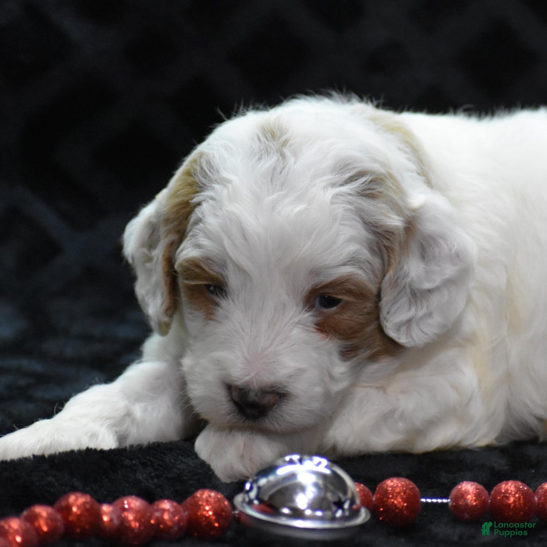Mini Goldendoodle dogs for sale: Gordy - Ad 9