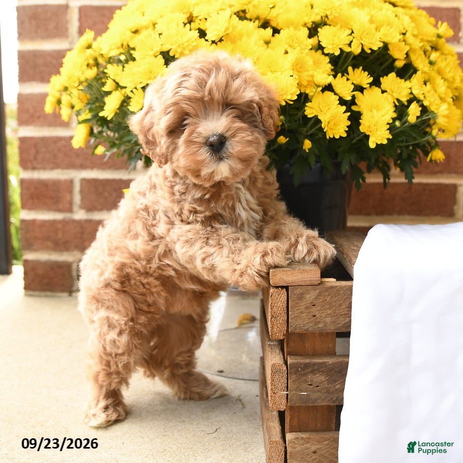 Maltipoo dogs Butters  - Ad 1