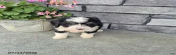Mini Bernedoodle dogs for sale: Edward - Ad 3