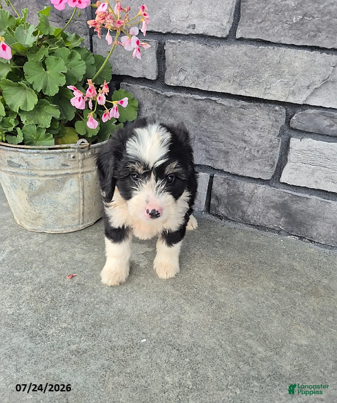 Mini Bernedoodle dogs for sale: Edward - Ad 3