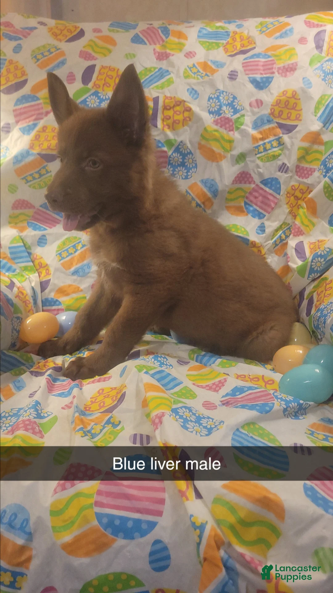 German Shepherd dogs for sale: Blue Liver Male  - Ad 2