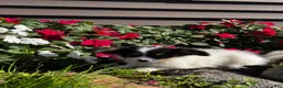 Papillon dogs for sale: Robin 🕊️ - Ad 5
