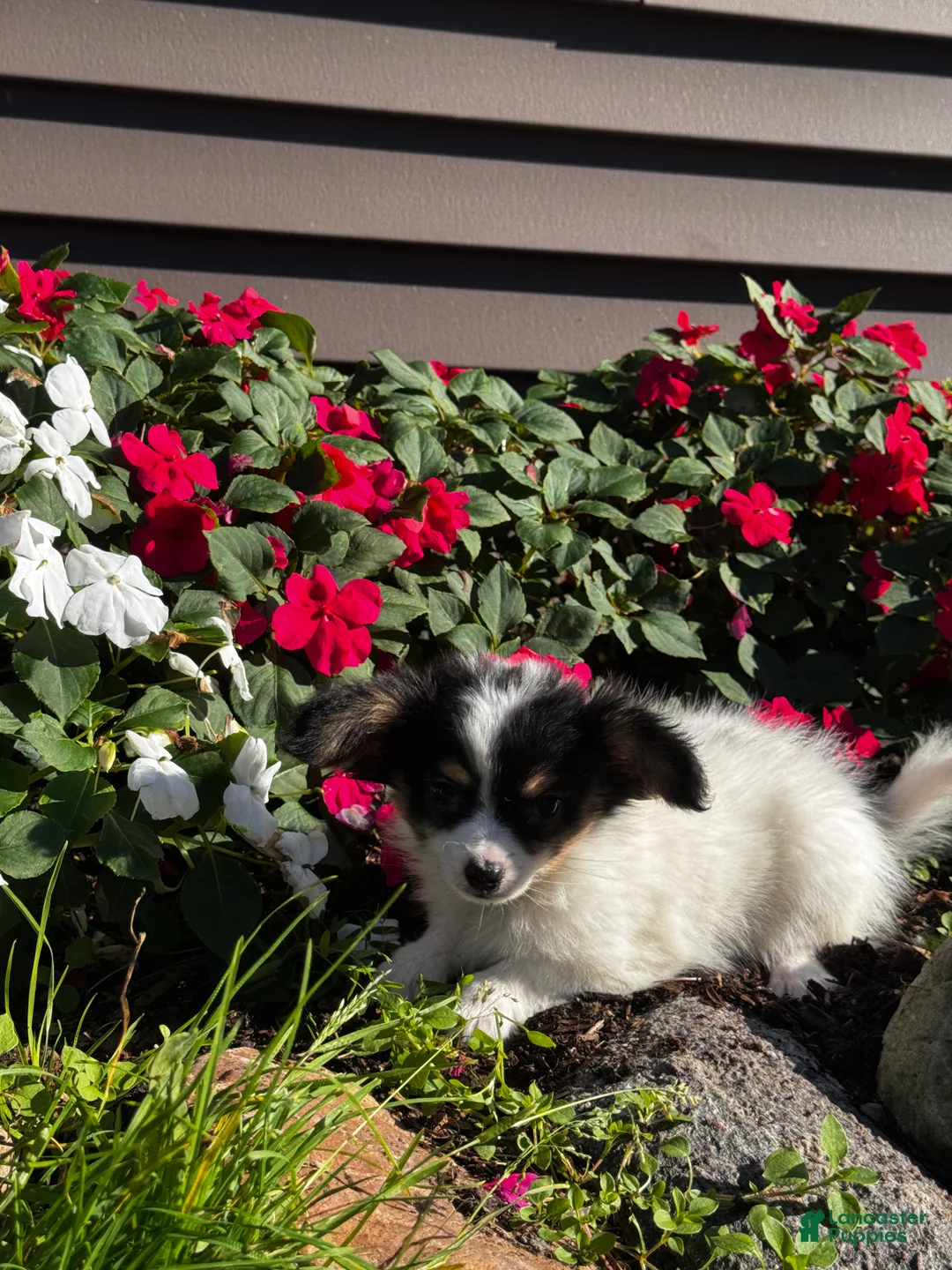 Papillon dogs for sale: Robin 🕊️ - Ad 5