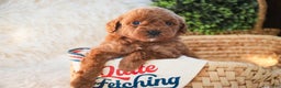 Miniature Poodle dogs for sale: Finnigan - Ad 3