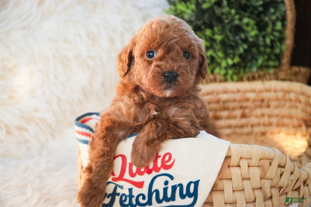 Miniature Poodle dogs for sale: Finnigan - Ad 3