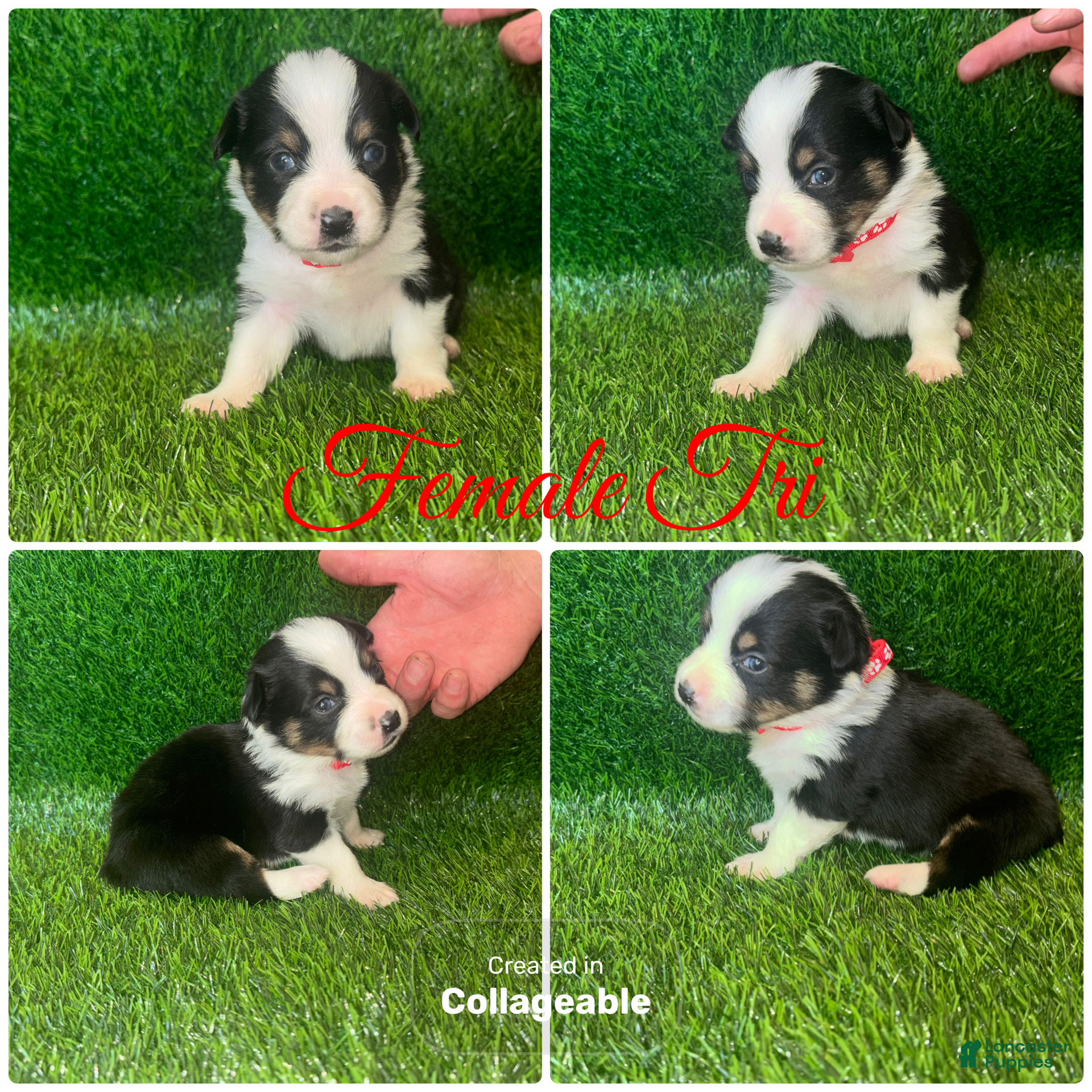 Mixed Breed dogs Auggie Female Tri (red collar) - Ad 13