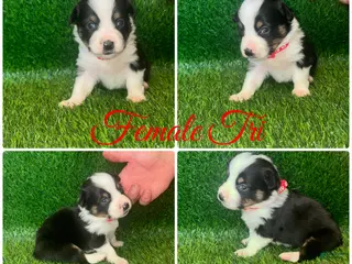 Mixed Breed dogs Auggie Female Tri (red collar) - Ad 13