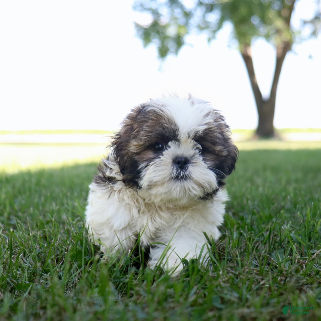 Shih Tzu dogs for sale: Cash - Ad 10