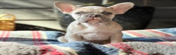 French Bulldog dogs for sale: French Bulldog Puppy 2 - Ad 2