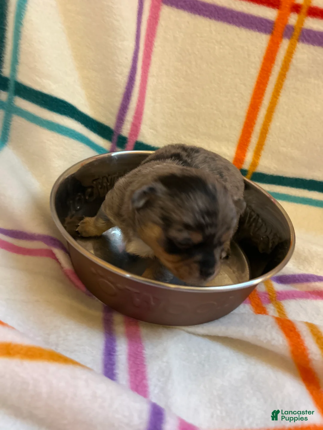 Chihuahua dogs for sale: Chihuahua Puppy 2 - Ad 3