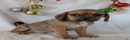 Puggle dogs for sale: Buddy  - Ad 4