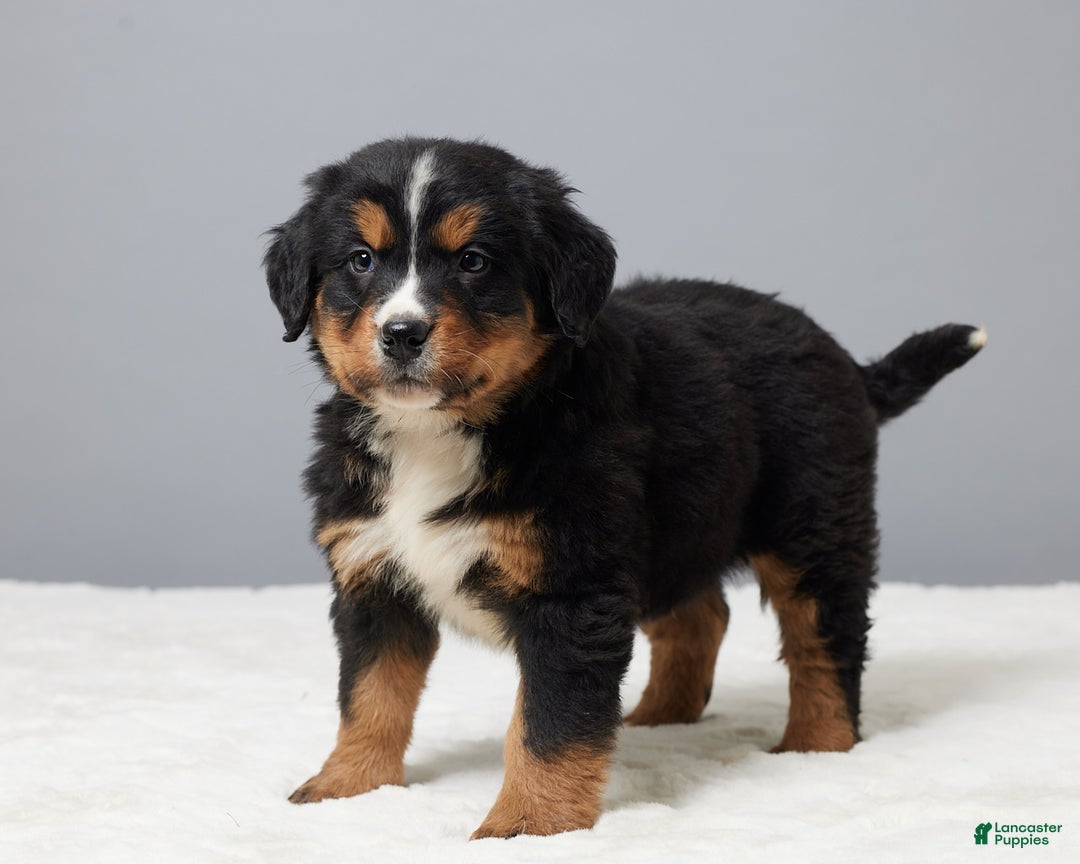 Bernese Mountain Dog dogs for sale: Falco - Ad 2