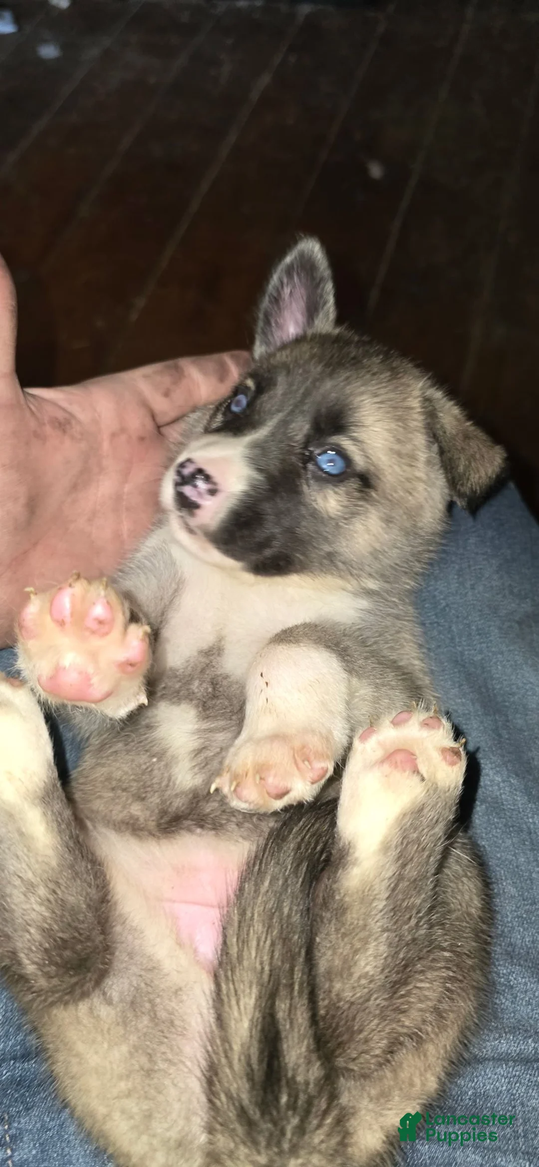 Gerberian Shepsky dogs for sale: Gerberian Shepsky 4 - Ad 16