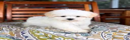 Malshi dogs for sale: Peanut - Ad 6
