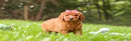 Goldendoodle dogs for sale: Kylie - Ad 3