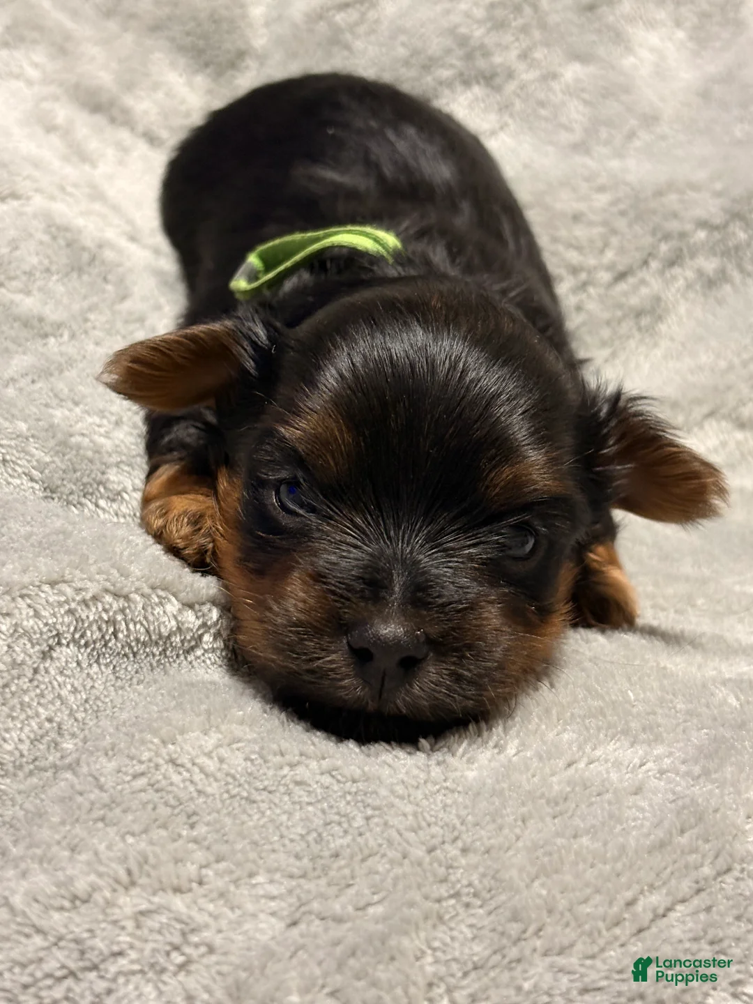 Yorkshire Terrier dogs for sale: Tiny Fabio - Ad 1