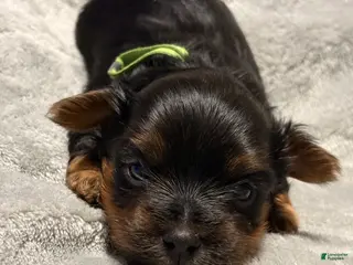 Yorkshire Terrier dogs Tiny Fabio - Ad 32