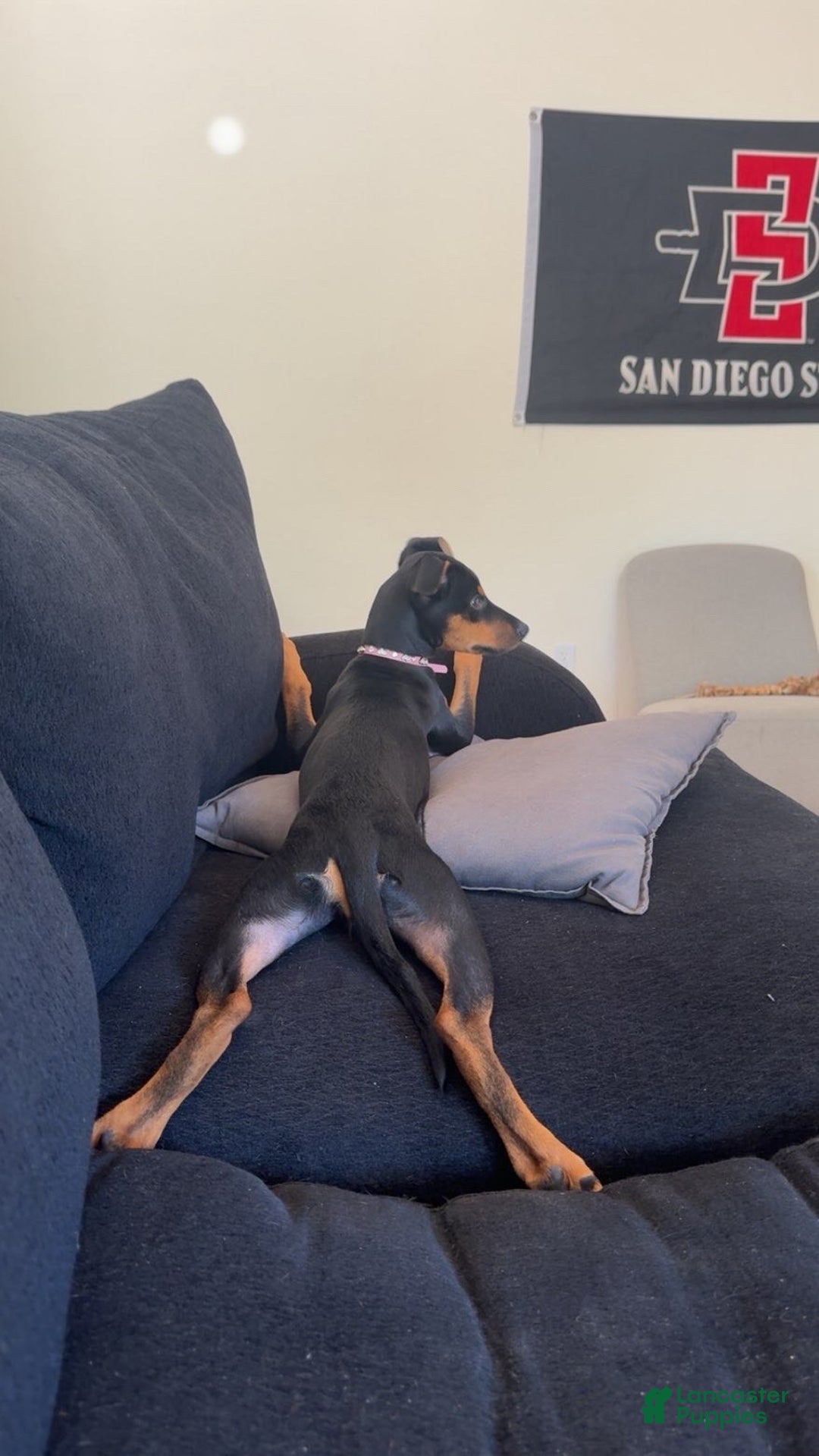Doberman Pinscher dogs for sale: Doberman Pinscher Puppy 1 - Ad 3