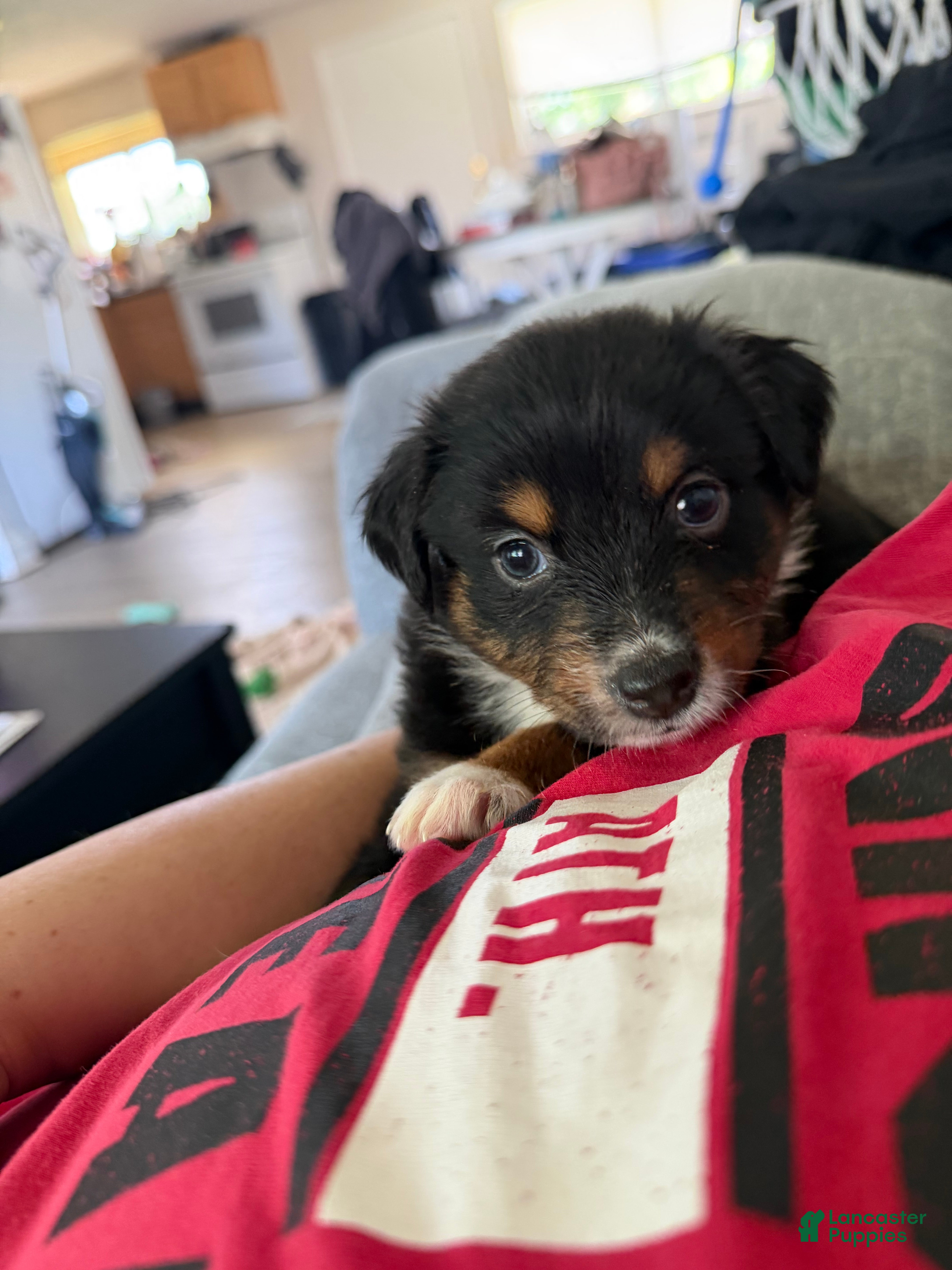 Australian Shepherd dogs Atlas  - Ad 30