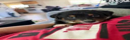 Australian Shepherd dogs for sale: Atlas  - Ad 1