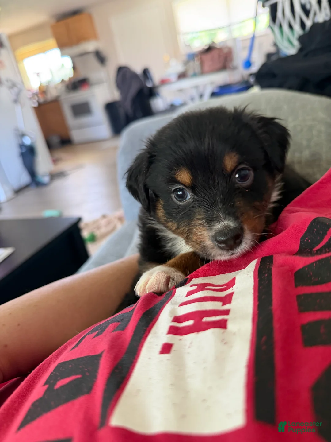 Australian Shepherd dogs for sale: Atlas  - Ad 1