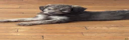 Aussiedoodle dogs for sale: Aussiedoodle 3 - Ad 5
