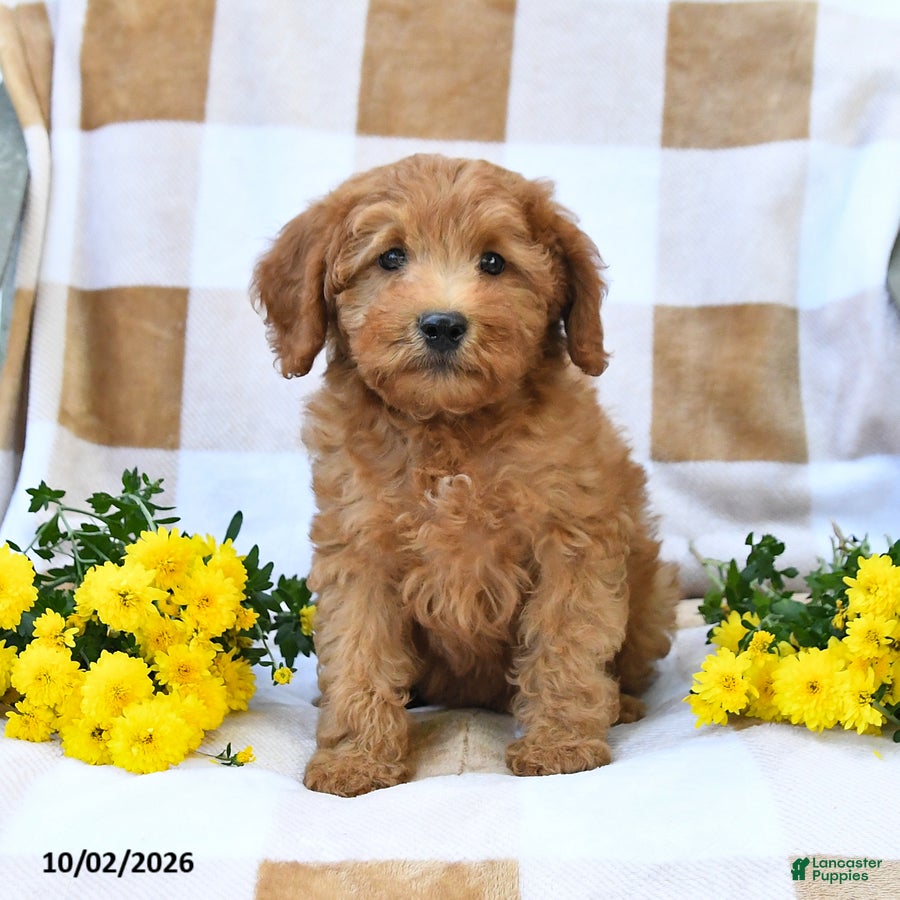 Mini Goldendoodle dogs Jerry - Ad 2