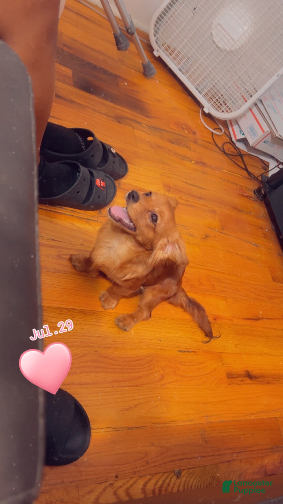 Mixed Breed dogs for sale: Joy - Ad 3