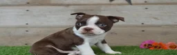 Boston Terrier dogs for sale: Boston Terrier 2 - Ad 8