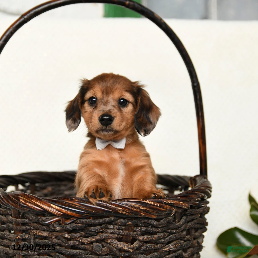 Miniature Dachshund dogs for sale: Chance - Ad 3