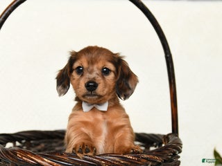 Miniature Dachshund dogs for sale: Chance - Ad 3